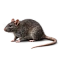 Дератизация